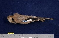 藏品(松鴉)的圖片